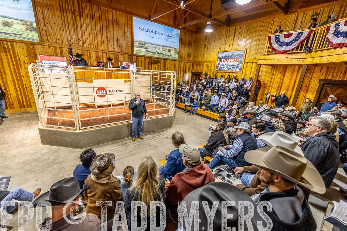TMyers_SpringBullSale_Cameron_Feb2023-520710