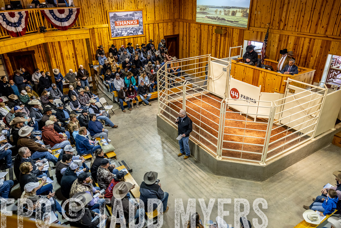 TMyers_SpringBullSale_Cameron_Feb2023-520727