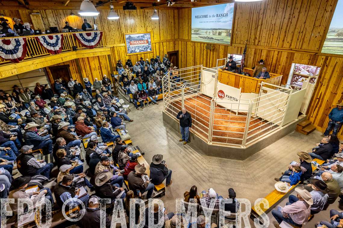 TMyers_SpringBullSale_Cameron_Feb2023-520732