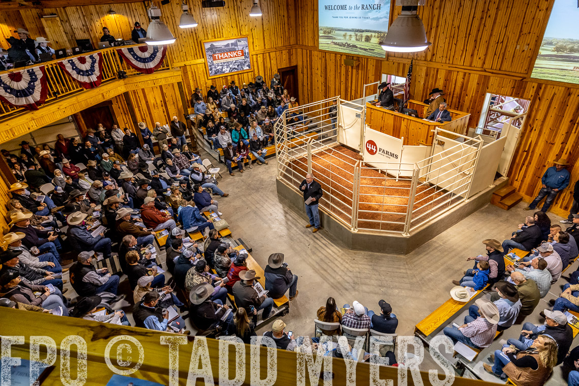 TMyers_SpringBullSale_Cameron_Feb2023-520738