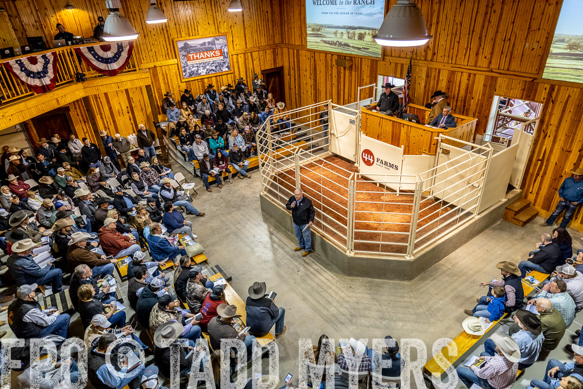 TMyers_SpringBullSale_Cameron_Feb2023-520743