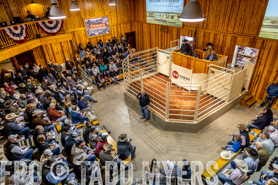 TMyers_SpringBullSale_Cameron_Feb2023-520744