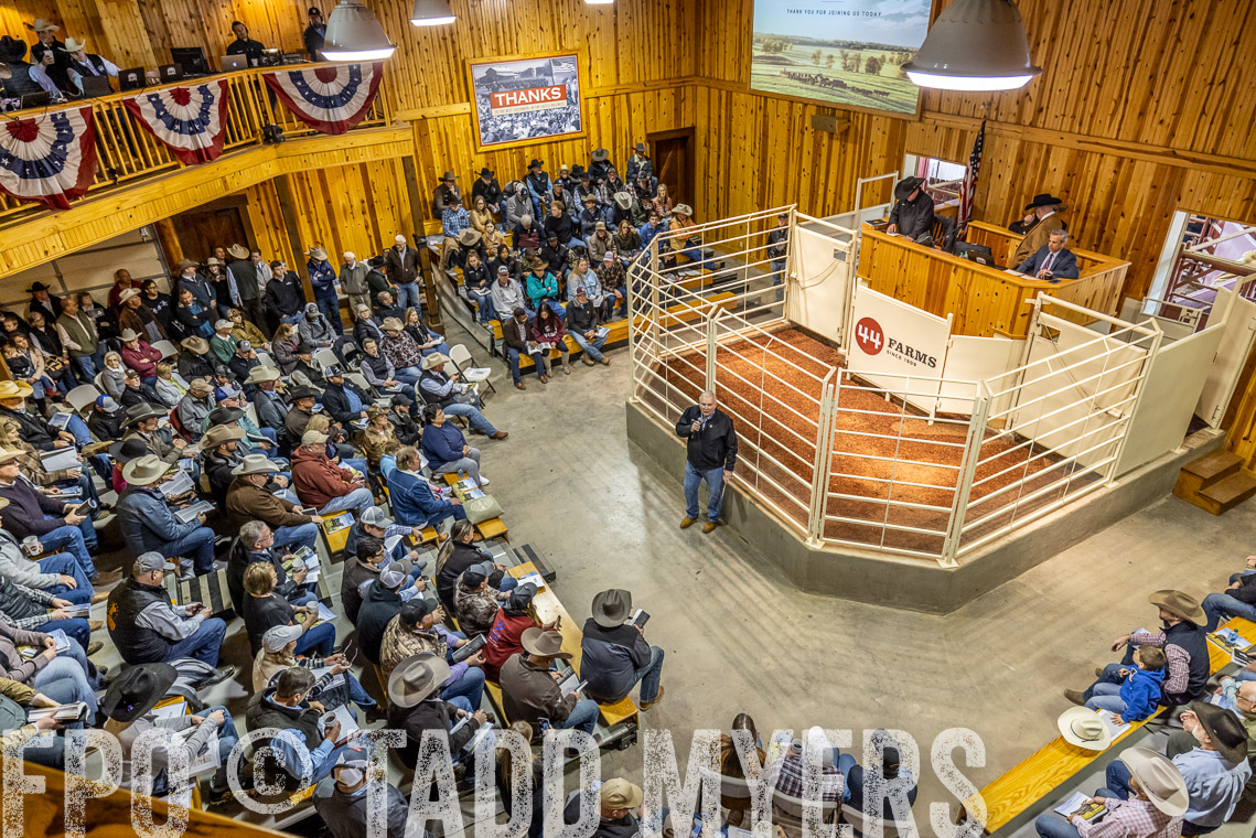 TMyers_SpringBullSale_Cameron_Feb2023-520747