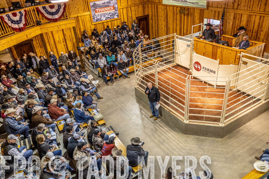TMyers_SpringBullSale_Cameron_Feb2023-520758