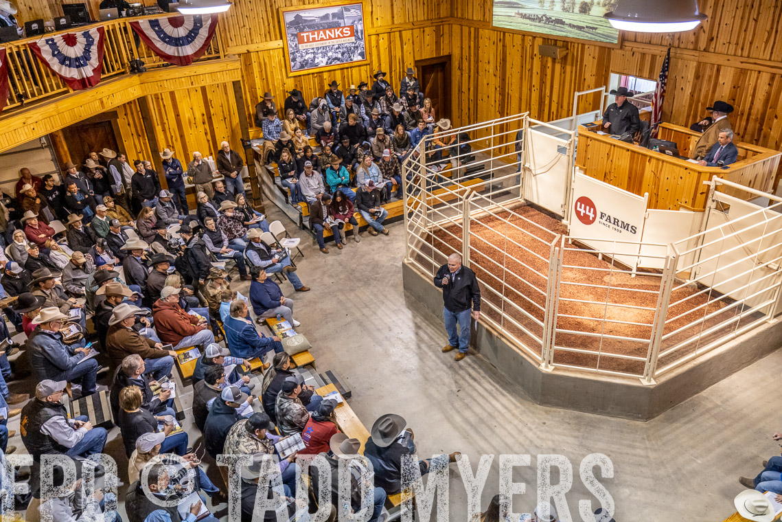 TMyers_SpringBullSale_Cameron_Feb2023-520762