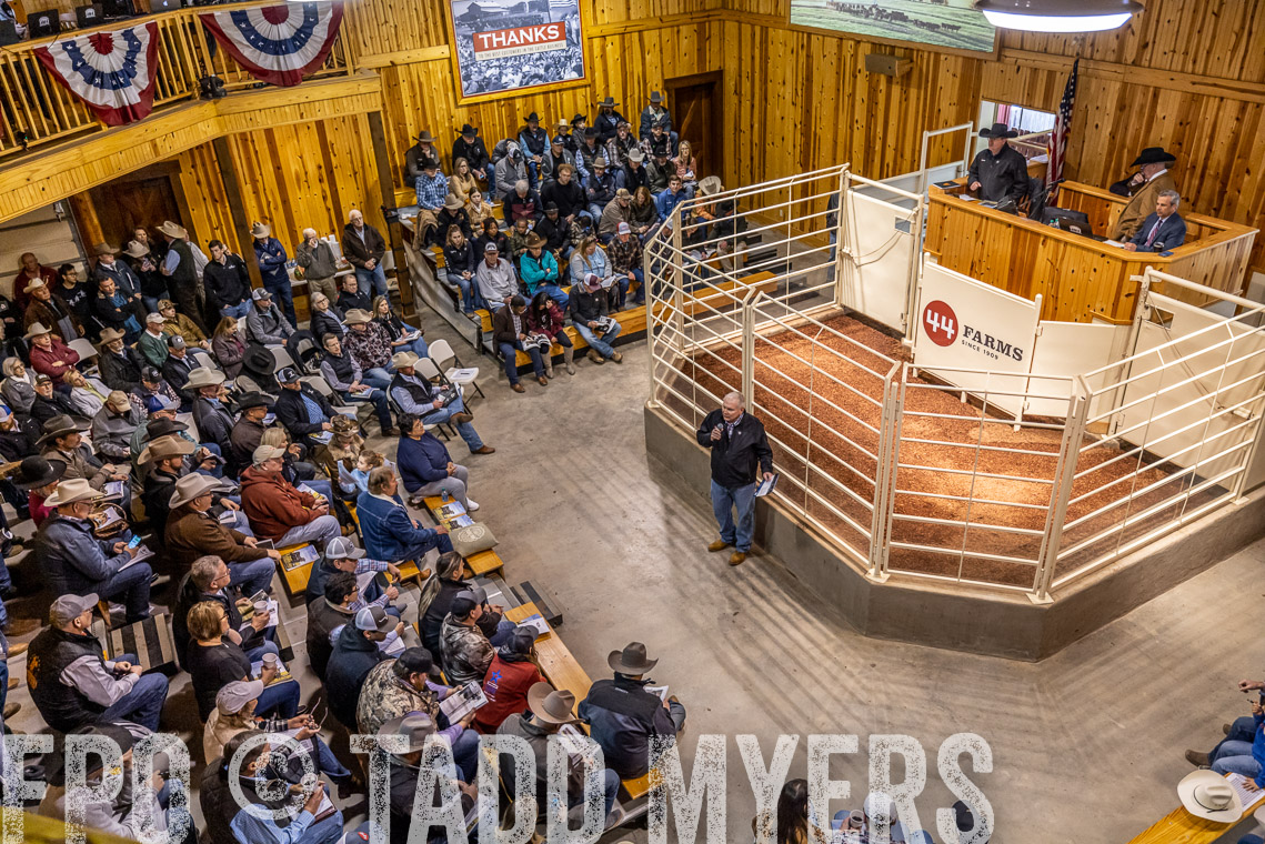 TMyers_SpringBullSale_Cameron_Feb2023-520766
