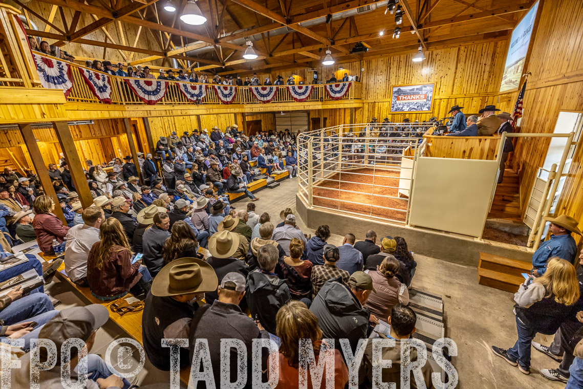 TMyers_SpringBullSale_Cameron_Feb2023-520797
