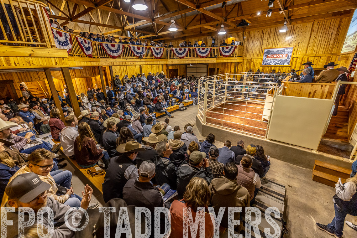TMyers_SpringBullSale_Cameron_Feb2023-520801