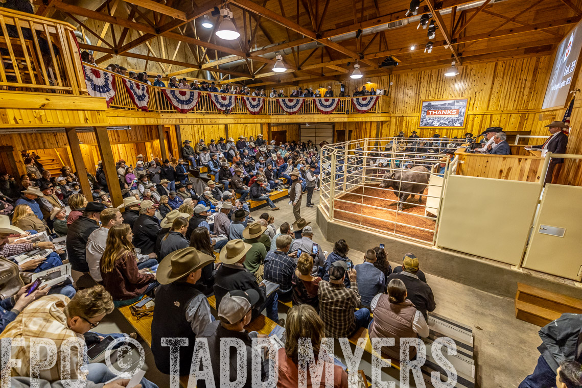 TMyers_SpringBullSale_Cameron_Feb2023-520822