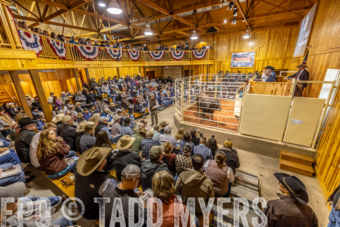 TMyers_SpringBullSale_Cameron_Feb2023-520865