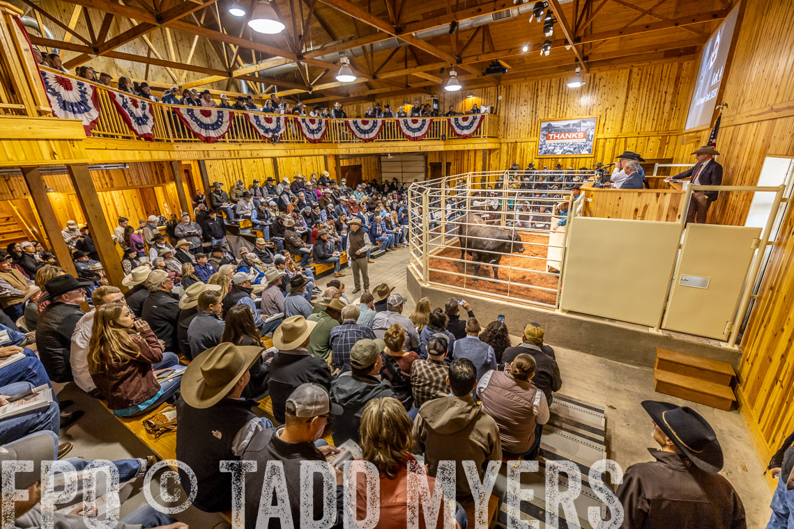TMyers_SpringBullSale_Cameron_Feb2023-520868