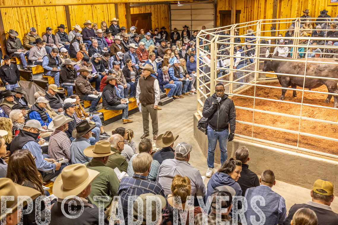 TMyers_SpringBullSale_Cameron_Feb2023-520874
