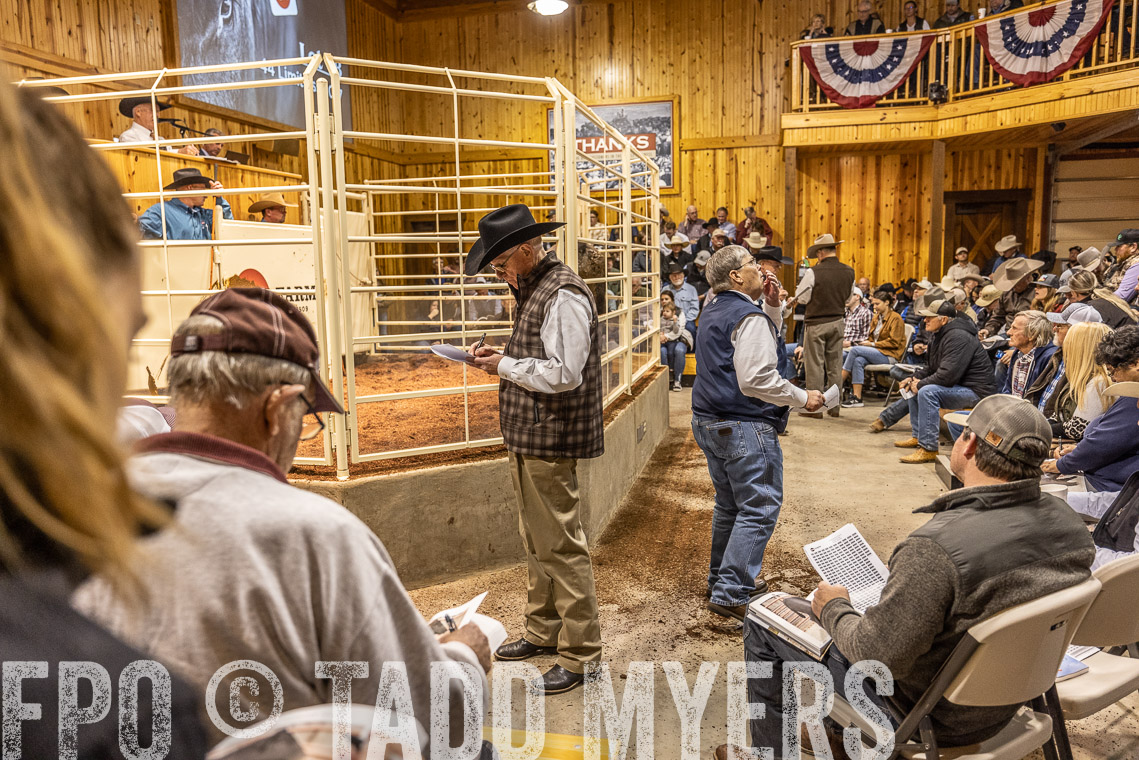 TMyers_SpringBullSale_Cameron_Feb2023-520899