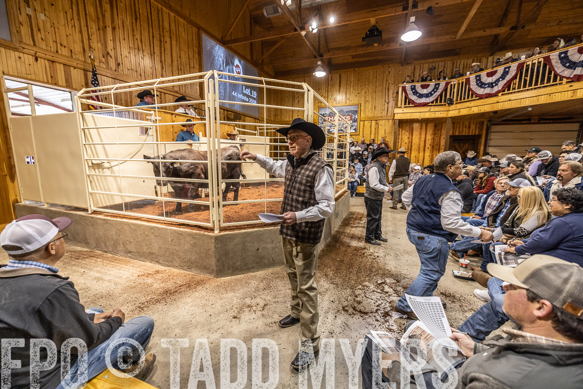 TMyers_SpringBullSale_Cameron_Feb2023-520900