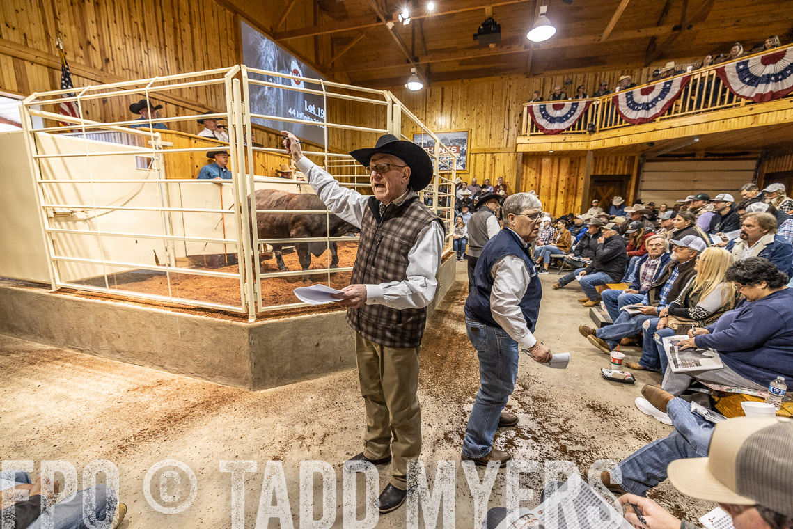 TMyers_SpringBullSale_Cameron_Feb2023-520902