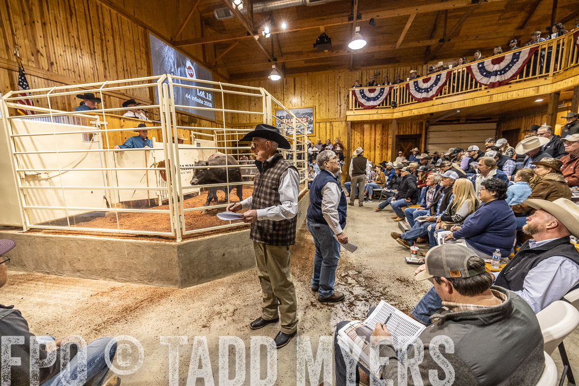 TMyers_SpringBullSale_Cameron_Feb2023-520909