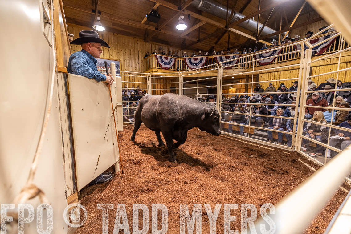 TMyers_SpringBullSale_Cameron_Feb2023-520911