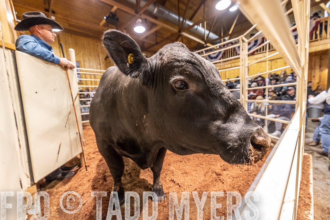 TMyers_SpringBullSale_Cameron_Feb2023-520939