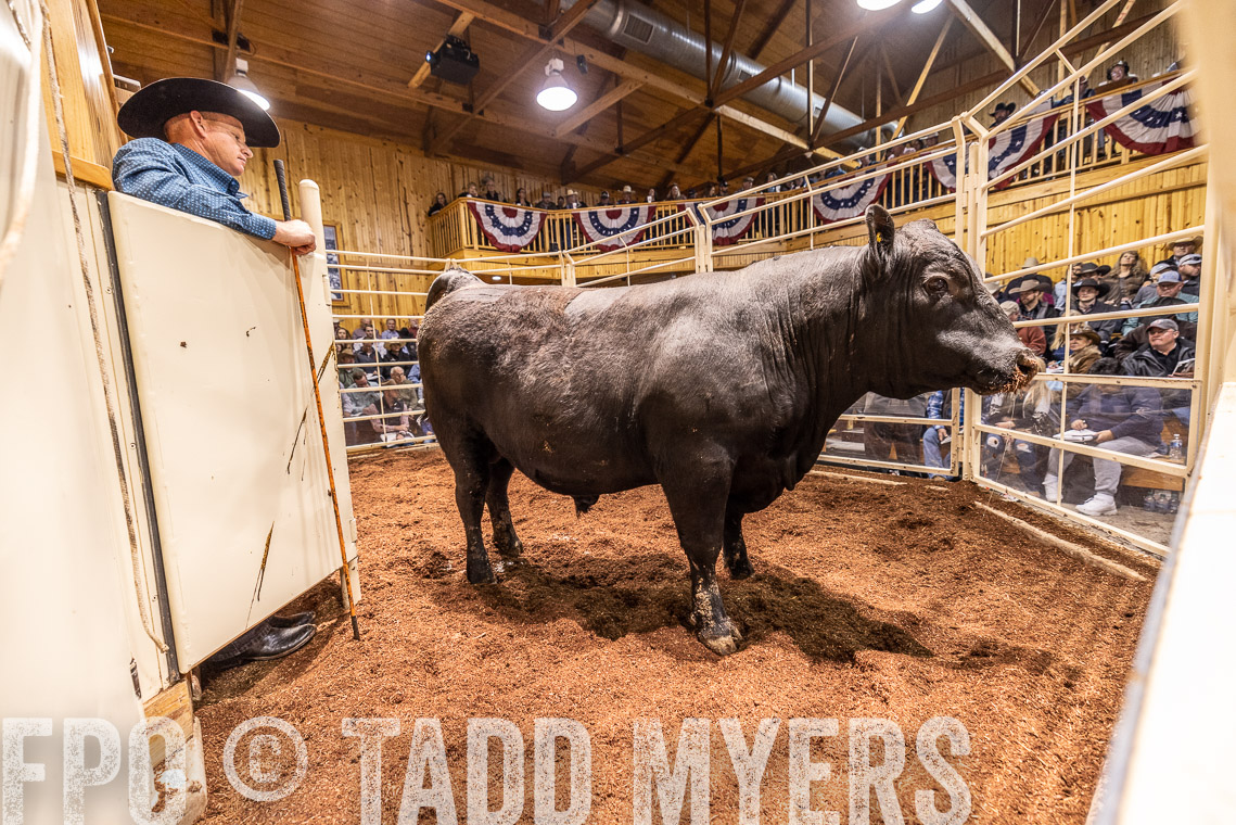 TMyers_SpringBullSale_Cameron_Feb2023-520944