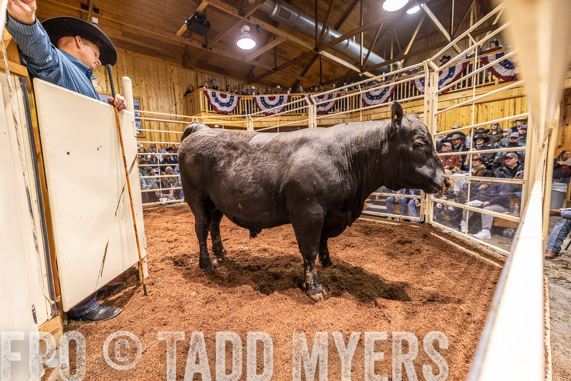 TMyers_SpringBullSale_Cameron_Feb2023-520950