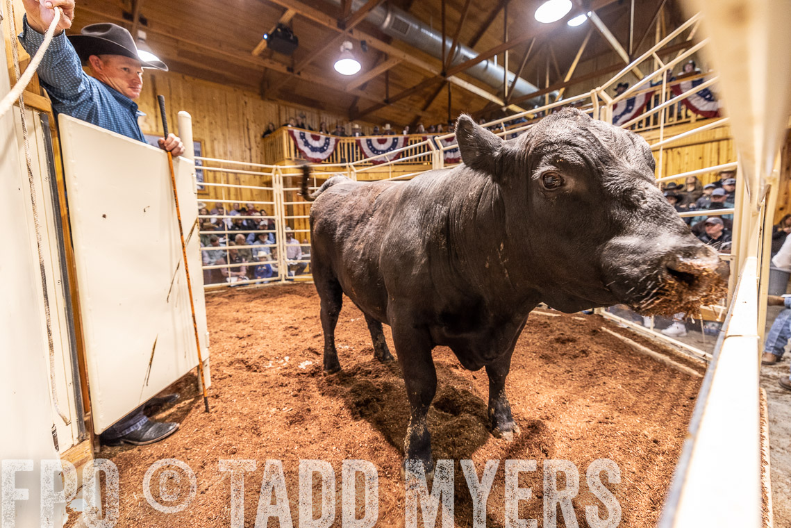 TMyers_SpringBullSale_Cameron_Feb2023-520953