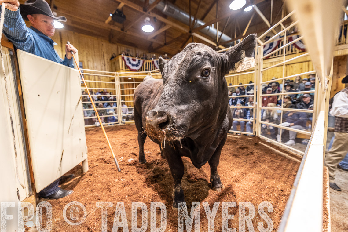 TMyers_SpringBullSale_Cameron_Feb2023-520961