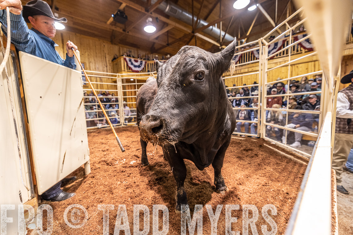 TMyers_SpringBullSale_Cameron_Feb2023-520962