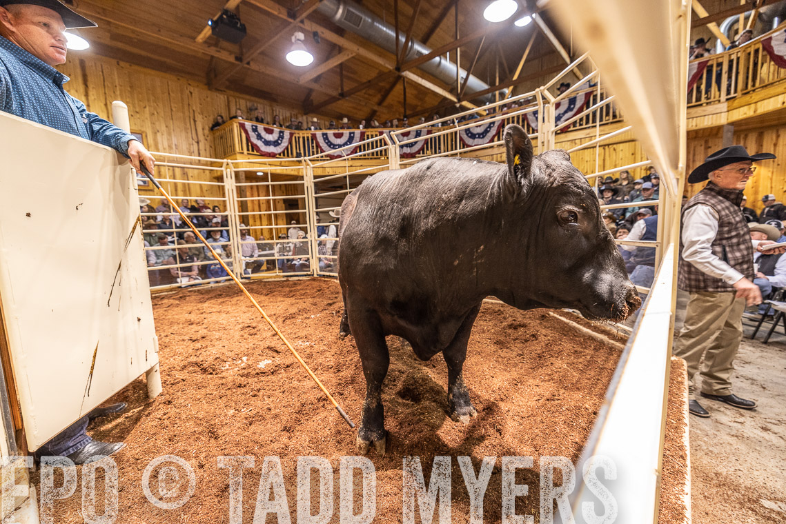 TMyers_SpringBullSale_Cameron_Feb2023-520979
