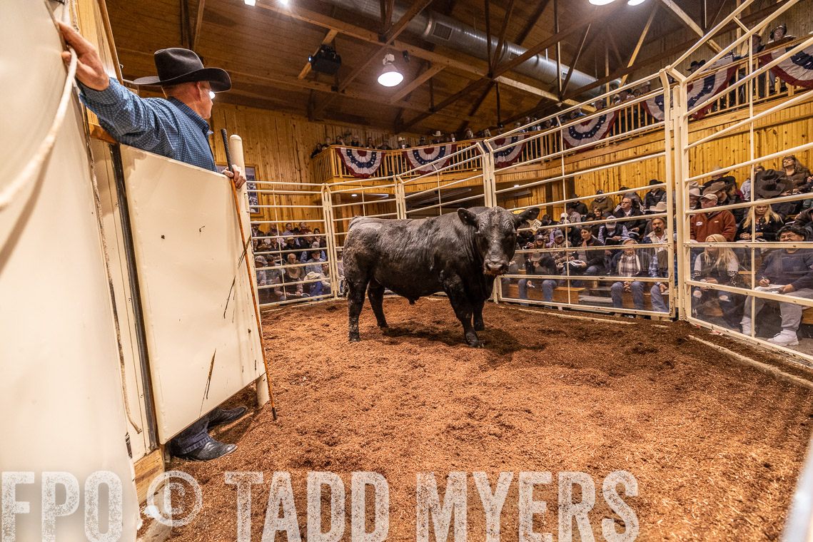 TMyers_SpringBullSale_Cameron_Feb2023-521017