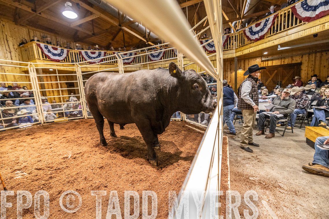 TMyers_SpringBullSale_Cameron_Feb2023-521045
