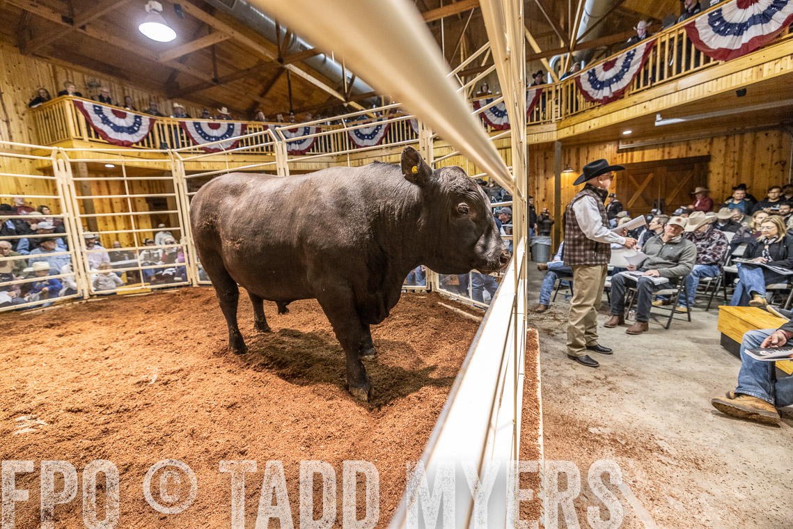 TMyers_SpringBullSale_Cameron_Feb2023-521047