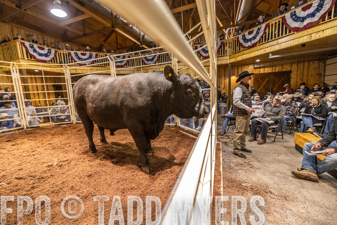 TMyers_SpringBullSale_Cameron_Feb2023-521051