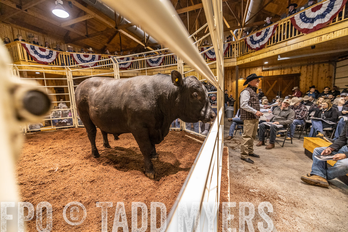 TMyers_SpringBullSale_Cameron_Feb2023-521052