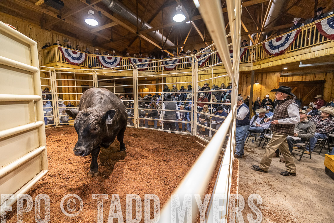 TMyers_SpringBullSale_Cameron_Feb2023-521064