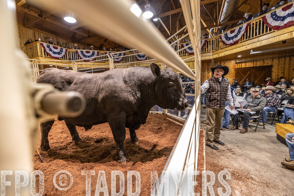 TMyers_SpringBullSale_Cameron_Feb2023-521091
