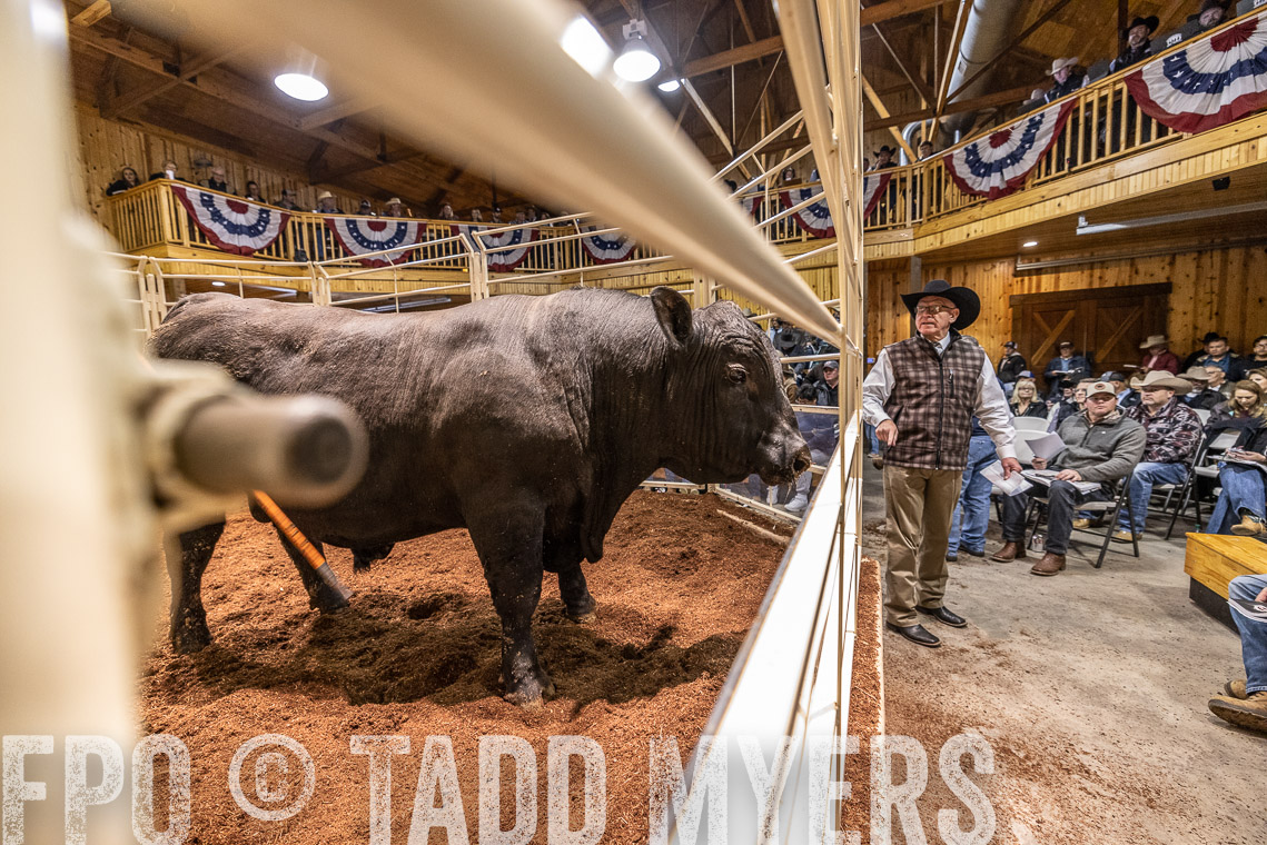 TMyers_SpringBullSale_Cameron_Feb2023-521092