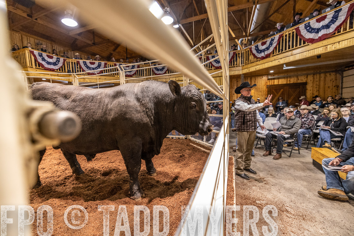 TMyers_SpringBullSale_Cameron_Feb2023-521096