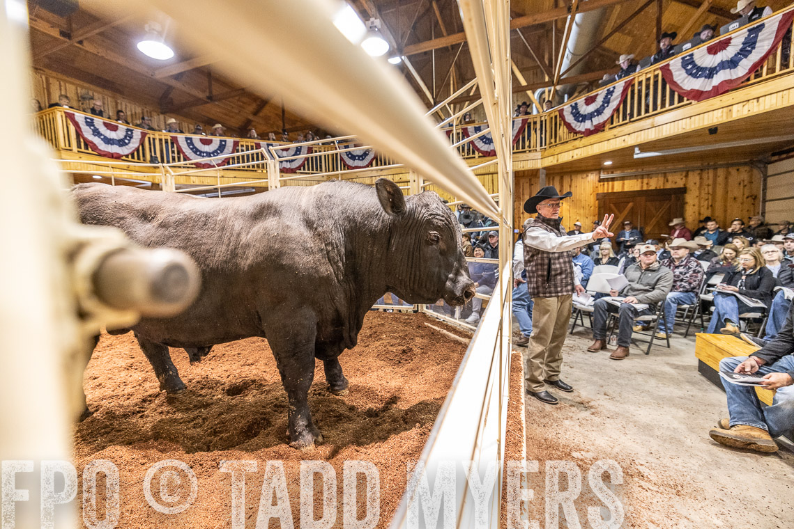 TMyers_SpringBullSale_Cameron_Feb2023-521098