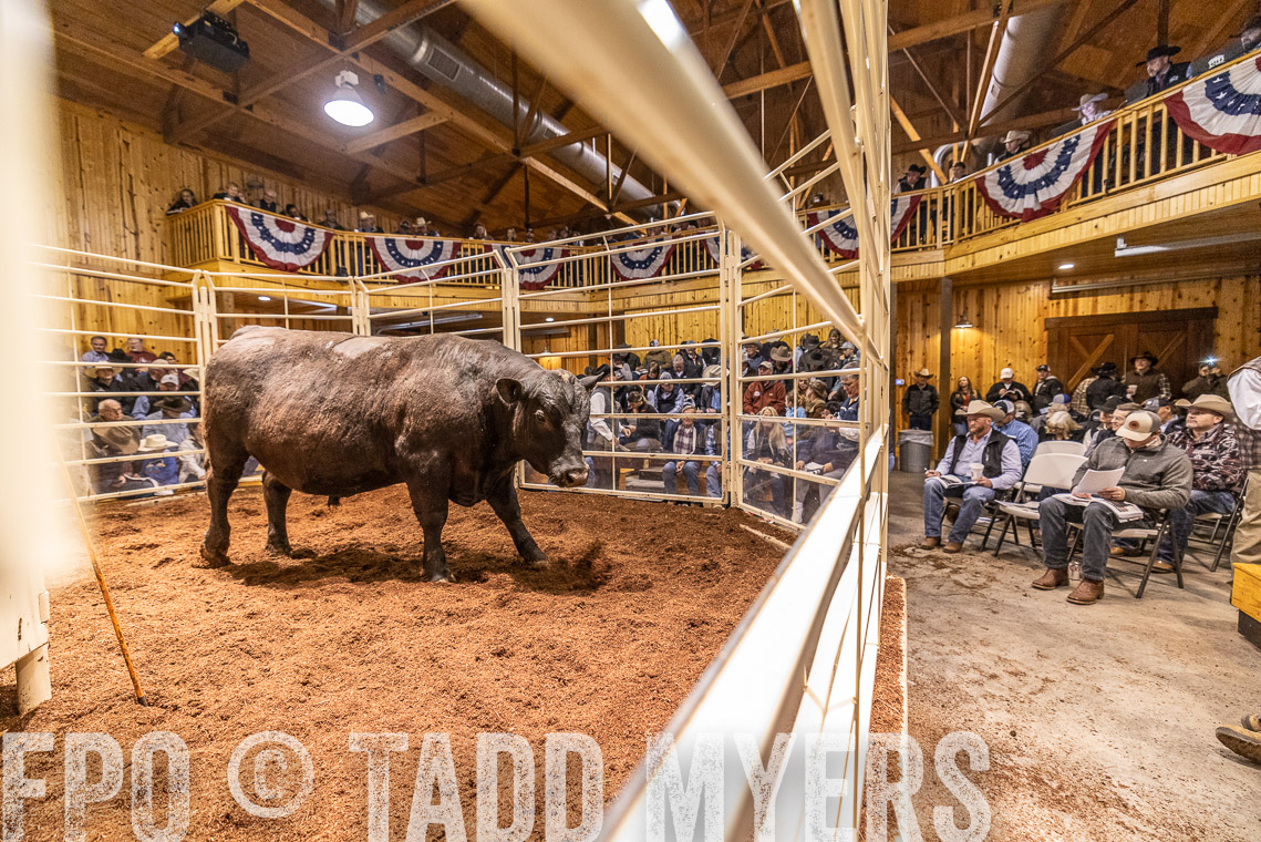 TMyers_SpringBullSale_Cameron_Feb2023-521133