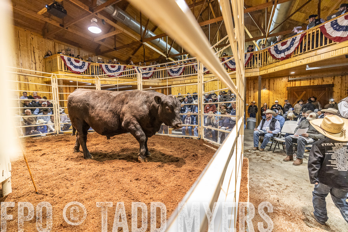 TMyers_SpringBullSale_Cameron_Feb2023-521134