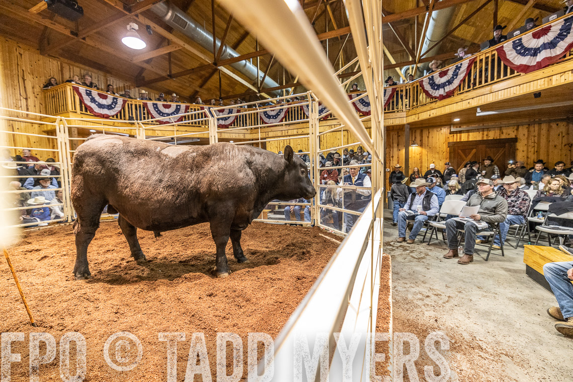 TMyers_SpringBullSale_Cameron_Feb2023-521141