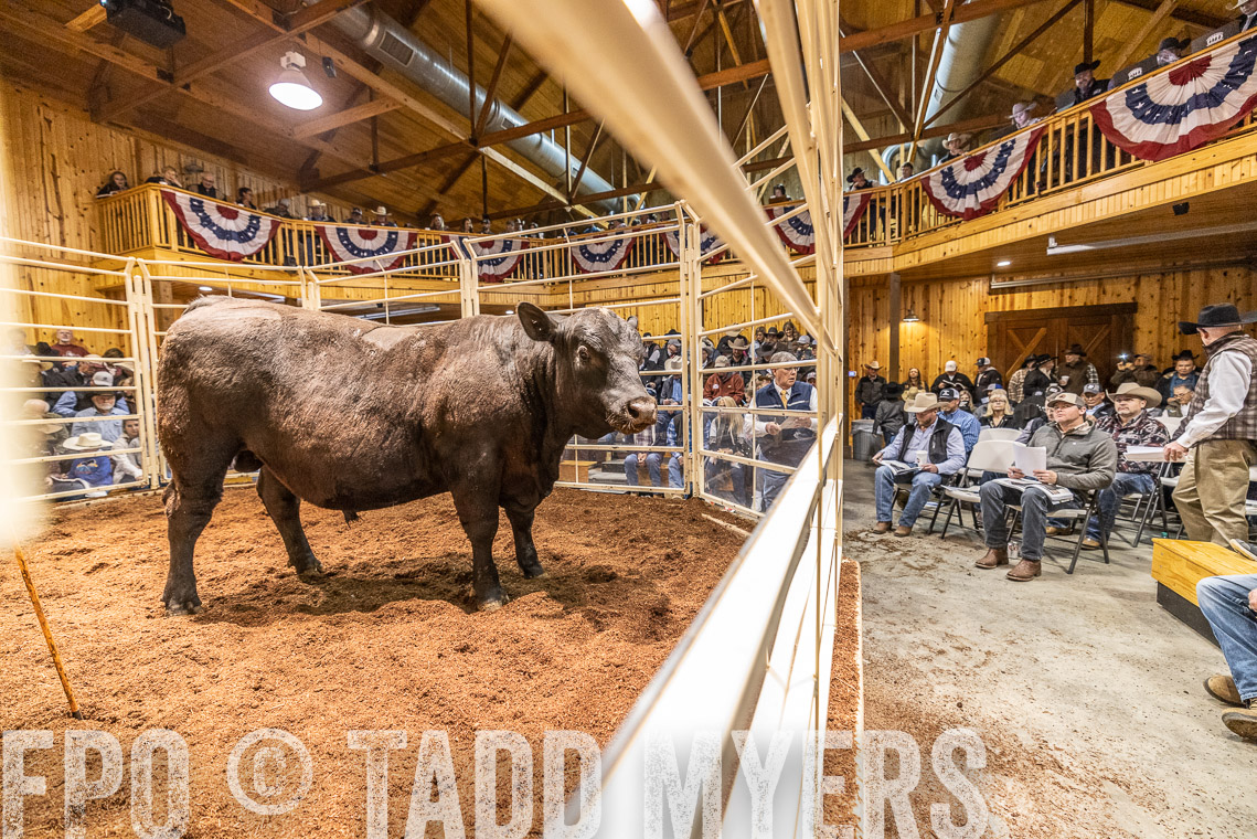 TMyers_SpringBullSale_Cameron_Feb2023-521143