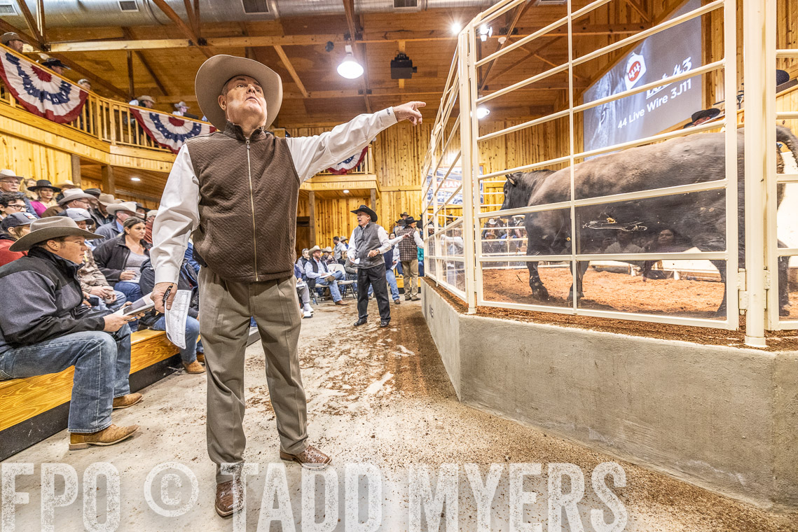 TMyers_SpringBullSale_Cameron_Feb2023-521186
