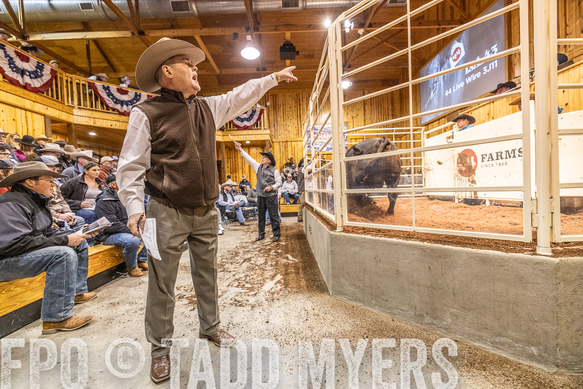 TMyers_SpringBullSale_Cameron_Feb2023-521189