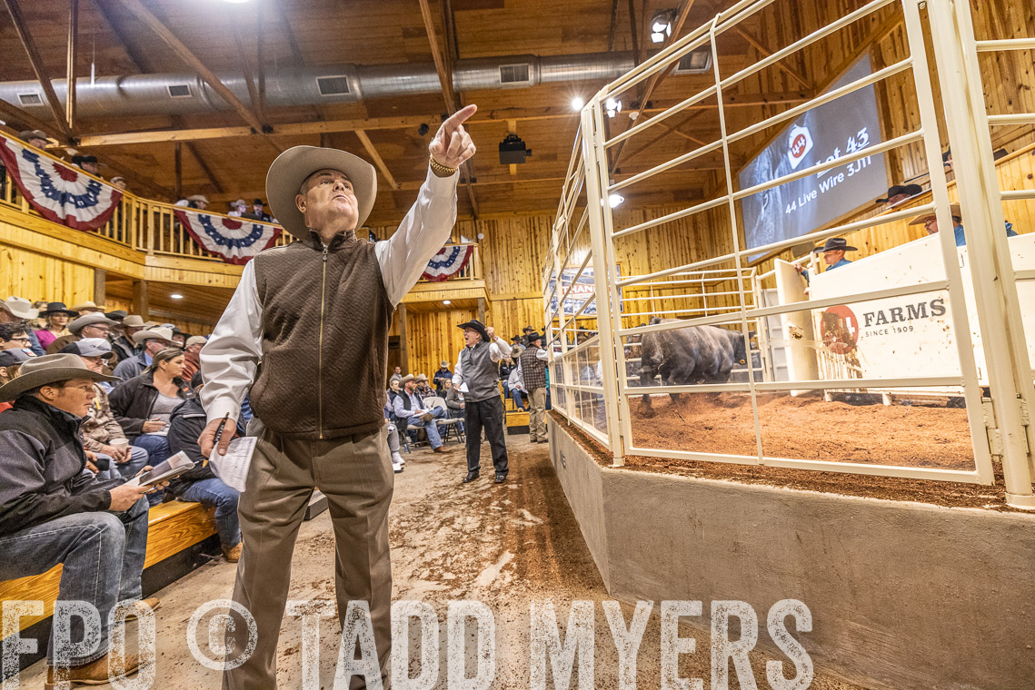 TMyers_SpringBullSale_Cameron_Feb2023-521195