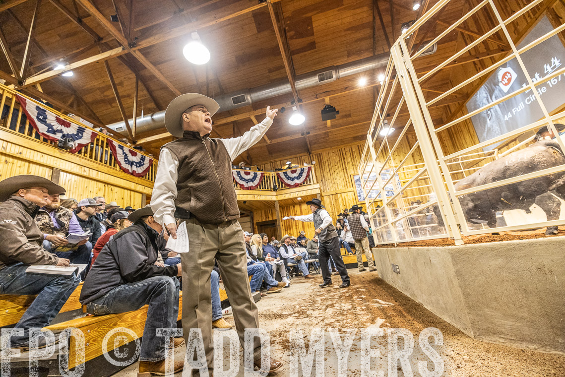 TMyers_SpringBullSale_Cameron_Feb2023-521197