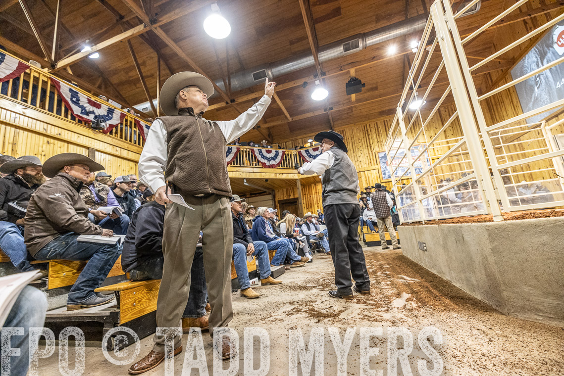 TMyers_SpringBullSale_Cameron_Feb2023-521201
