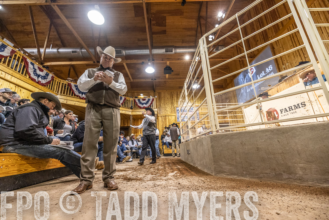 TMyers_SpringBullSale_Cameron_Feb2023-521249