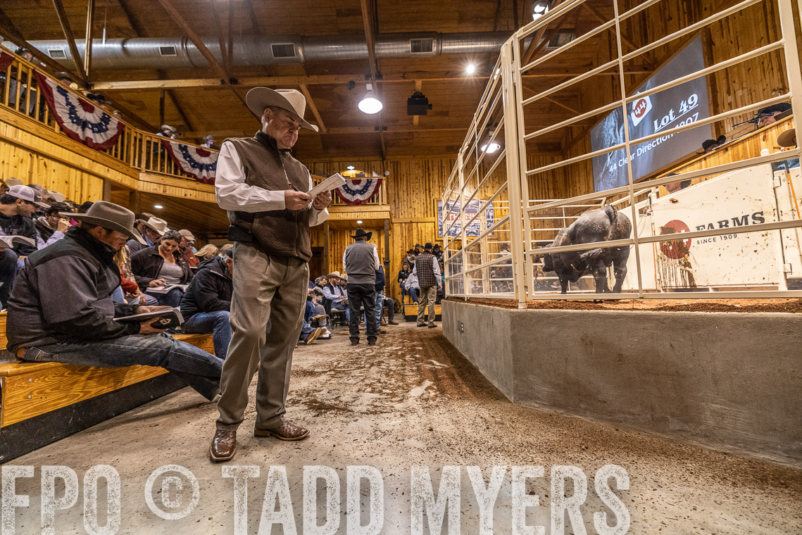 TMyers_SpringBullSale_Cameron_Feb2023-521260