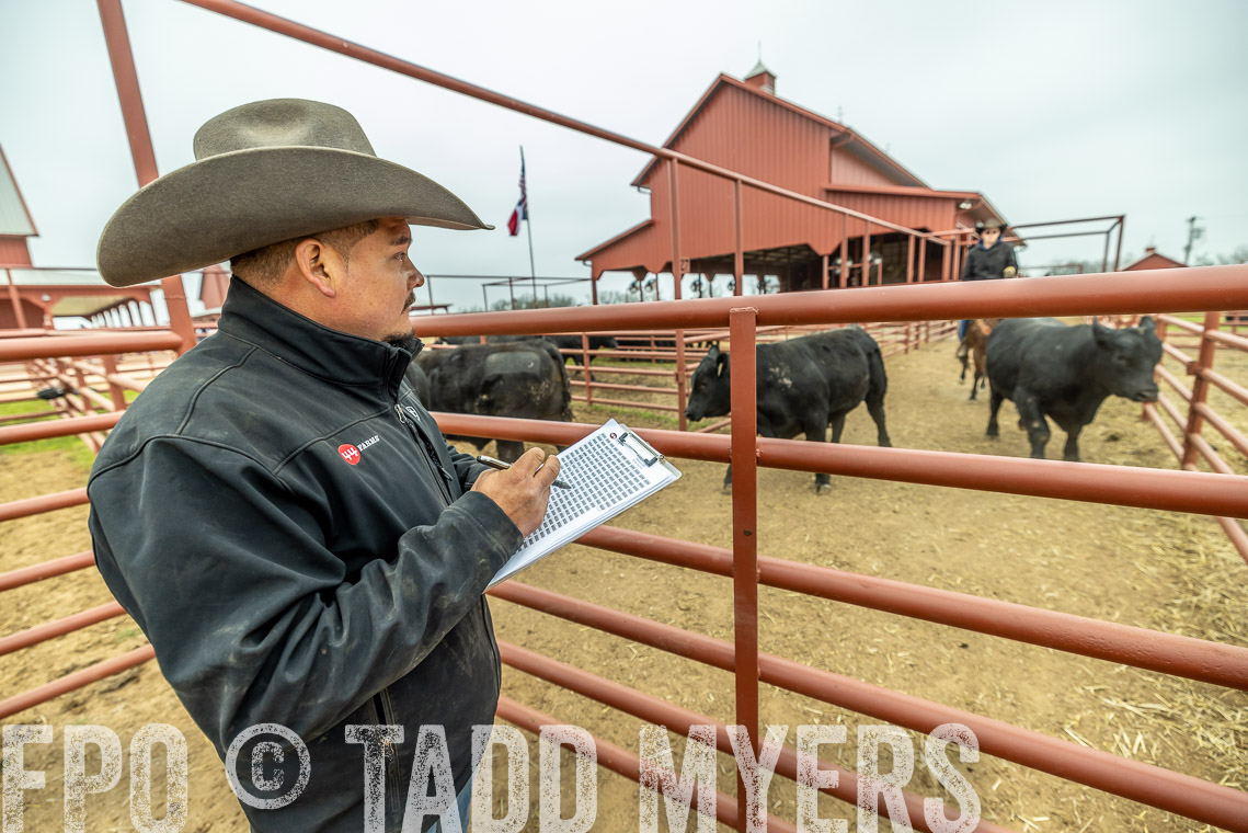 TMyers_SpringBullSale_Cameron_Feb2023-521319